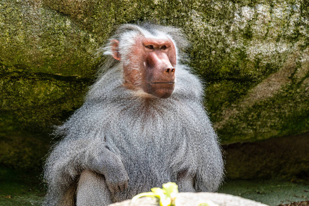 El babuino hamadryas, Papio hamadryas es una especie de mandril
 - Foto, imagen