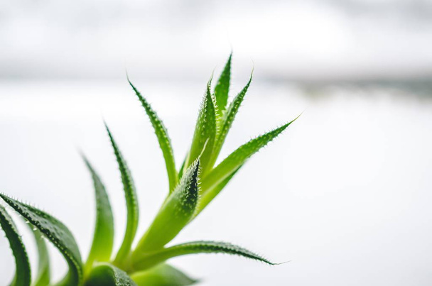 Closeup shot of the green leaves of an aloe plant with a blurry white background - 写真・画像