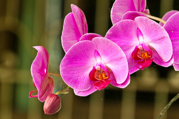 Hermosa orquídea púrpura
 - Foto, imagen