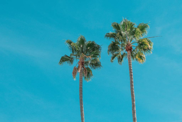 Low angle shot of beautiful palm trees under the clear blue sky - Fotoğraf, Görsel