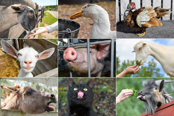 Kolaj. Farklı çiftlik hayvanları: Eşek ve keçi ile domuz, kaz ile hindi ve kedi. - Fotoğraf, Görsel