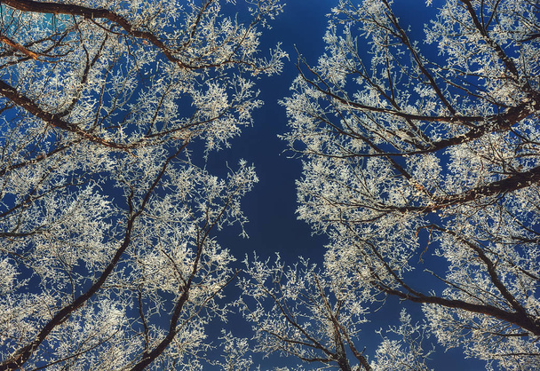 зимний лес. венцы деревьев на фоне неба. иней на ветвях деревьев
 - Фото, изображение