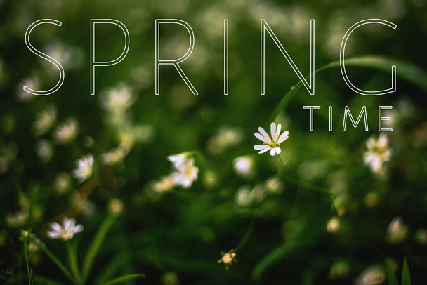 Greeting card with the inscription Spring Time. The first blooming flowers - Foto, Imagen