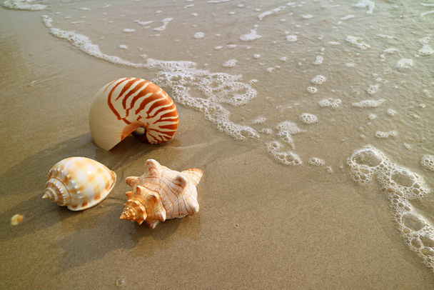 Hermosas conchas marinas naturales en la playa de arena húmeda con lavado de espalda, Tailandia
 - Foto, imagen