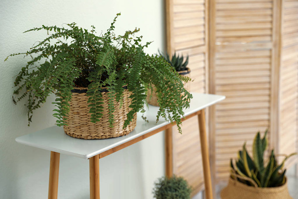 Houseplants in wicker pots indoors. Interior design - Foto, afbeelding
