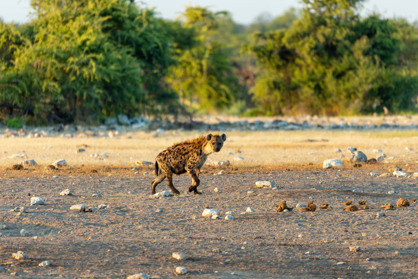 Hiena manchada en arbusto de etosha Namibia, África safari fauna
 - Foto, imagen
