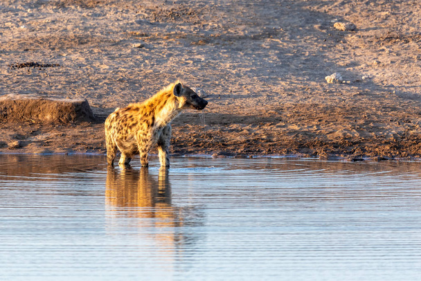 Agua potable de hiena manchada Namibia, África safari fauna
 - Foto, imagen