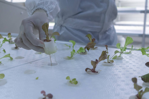 scientist in white clean suit with Hydroponic plant at laboratory - Foto, Imagem