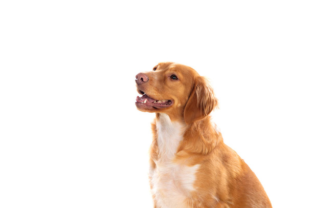 Beautiful brown breton dog - 写真・画像