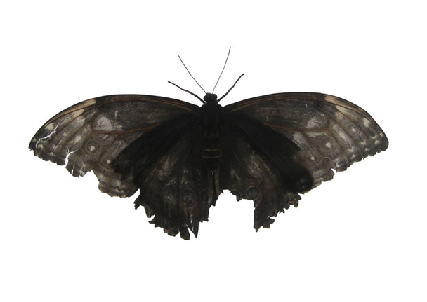 Czarny motyl izolowany na białym tle. - Zdjęcie, obraz