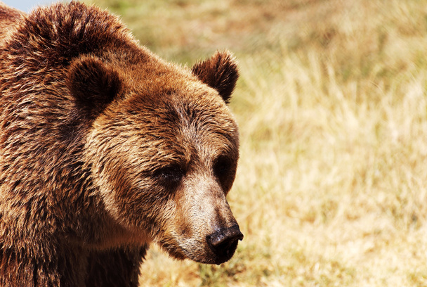 Гризли медведь в природной среде
 - Фото, изображение