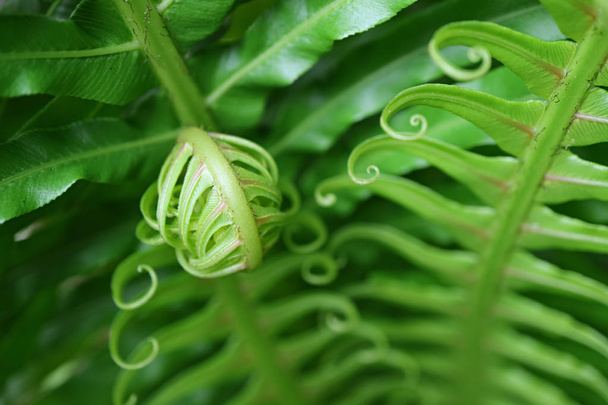Canlı Yeşil Yuvarlanan Genç Eğreltiotu Yaprağını Kapat, Seçici Odaklanma ve Bulanık Arkaplan - Fotoğraf, Görsel