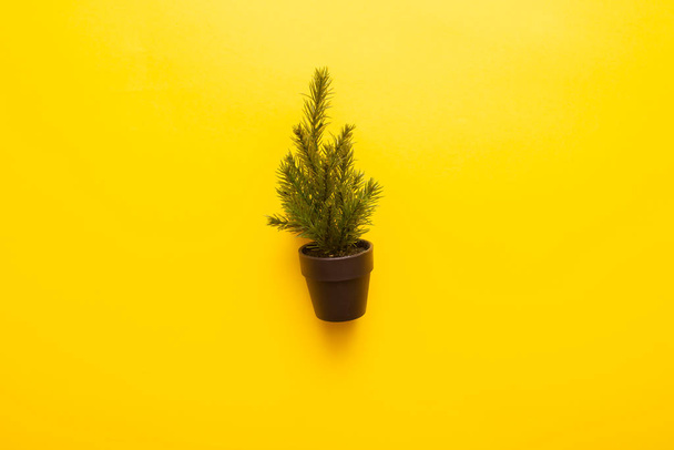top view of green plant in brown pot on yellow background - Foto, immagini