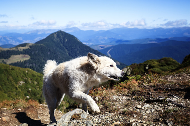 Dog assistant of the shepherd in Carpathians Mountains - Photo, image