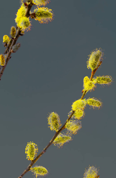 willow branchs with fluffy buds with yellow pollen on a classic blue background, concept of the beginning of spring and Easter holiday card, close up - Fotografie, Obrázek