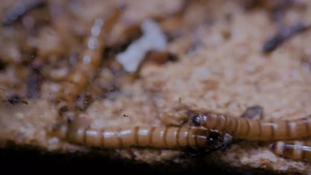 Група морських черв'яків Zophobas в тераріумі
 - Кадри, відео