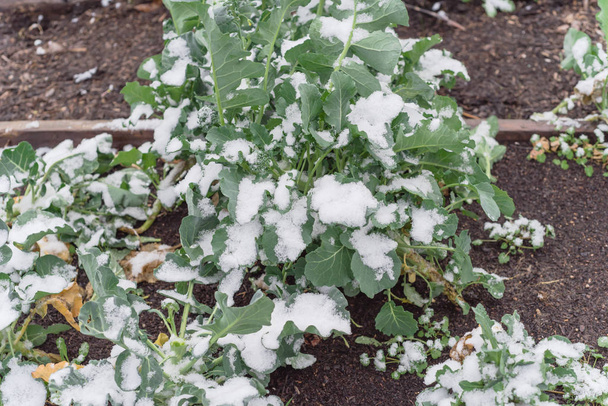 Cama elevada con hojas de brócoli orgánico cubiertas de nieve cerca de Dallas, Texas
 - Foto, Imagen
