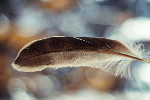 Close up Krásná kachna Ptačí pírko vzor pozadí pro design textury. Zobrazení makro fotografií.  - Fotografie, Obrázek