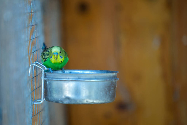 Bunter Papagei im Käfig eines Zoos. - Foto, Bild