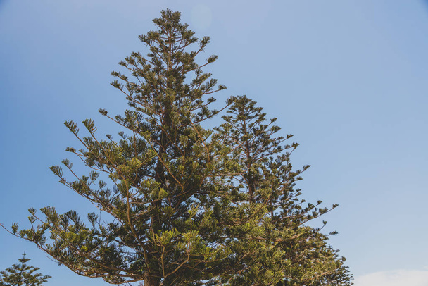 Norfolk Island pine trees shot in Western Australia in summer - Fotoğraf, Görsel