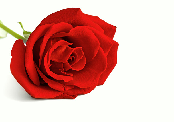 Belle rose rouge
 - Photo, image