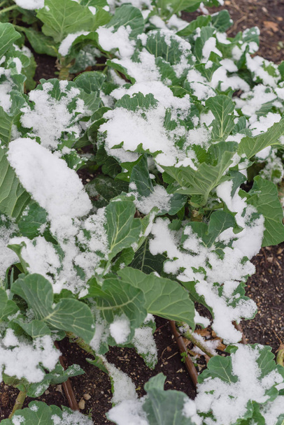 Parcela con sistema de riego y nieve cubierta de hojas de brócoli orgánico cerca de Dallas, Texas
 - Foto, Imagen