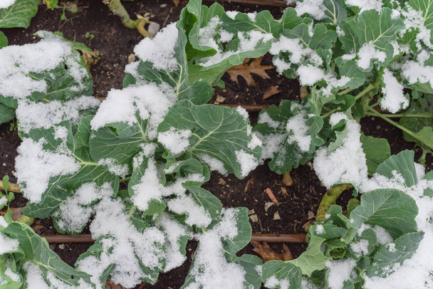 Земельный участок с системой орошения и снегом, покрытый органическими листьями брокколи недалеко от Далласа, штат Техас
 - Фото, изображение