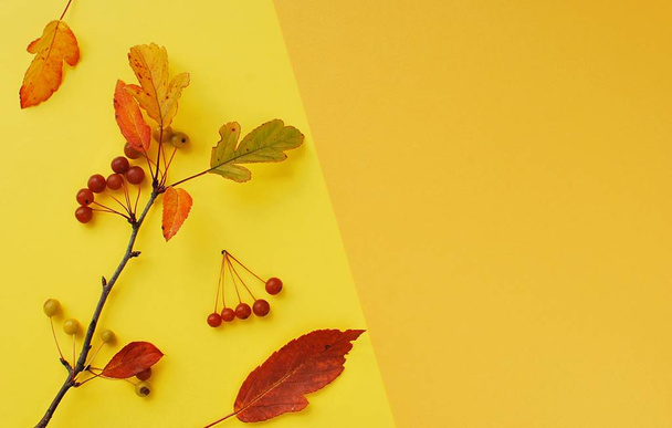 Koncepcja jesienna, minimalistyczne tło z gałęzią głogu, przestrzeń do kopiowania. - Zdjęcie, obraz