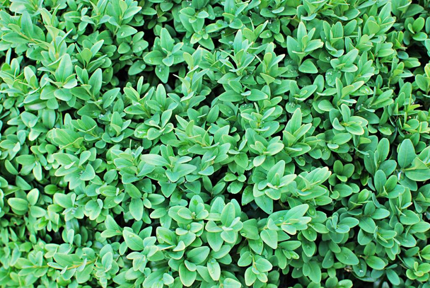 Green leaves background. Boxwood bush closeup. Leaves texture background. - Foto, Imagen