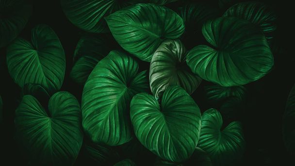 Close up tropical natureza verde folha caládio textura fundo
. - Foto, Imagem