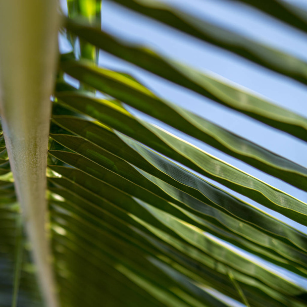 close up of coconut palm leaf, tropical trees concept - Photo, image