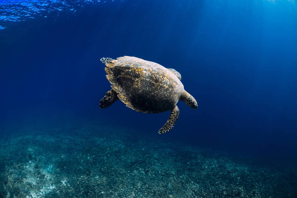 La tortue de mer glisse dans l'océan profond. Belle tortue de mer sous l'eau
 - Photo, image