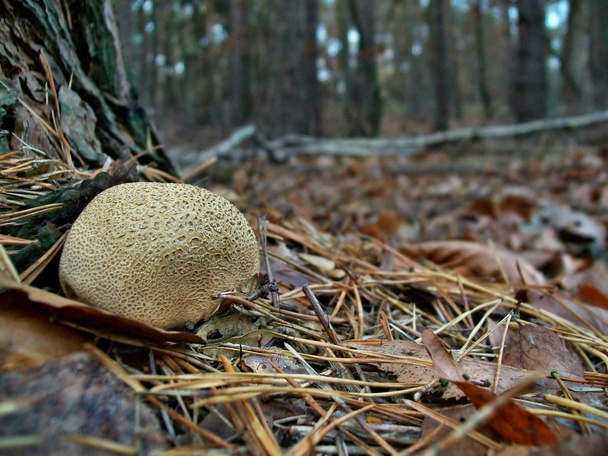 Mushroom Gele aardappelbovist - Foto, afbeelding