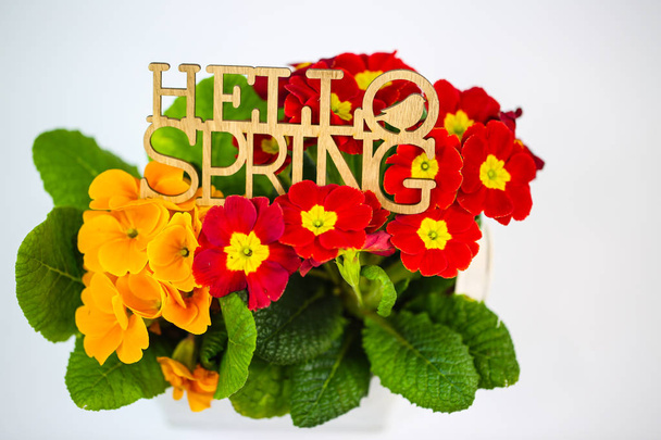 Prilmula with Hello spring on white background - Photo, Image