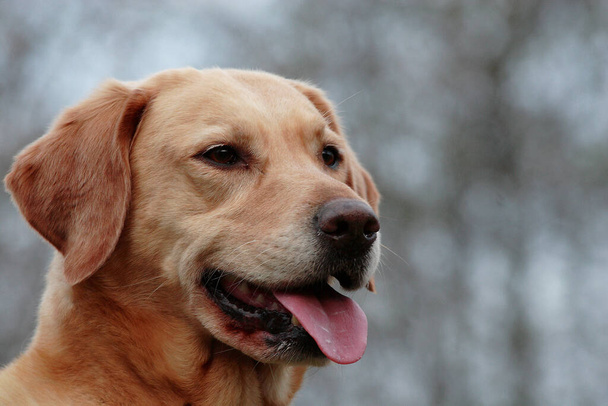 Portrait of a cute dog   - Valokuva, kuva