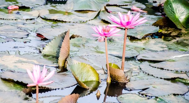 Vodní lilie v Kerala, Indie. Krásná pole vodních rostlin. Od přírody - Fotografie, Obrázek