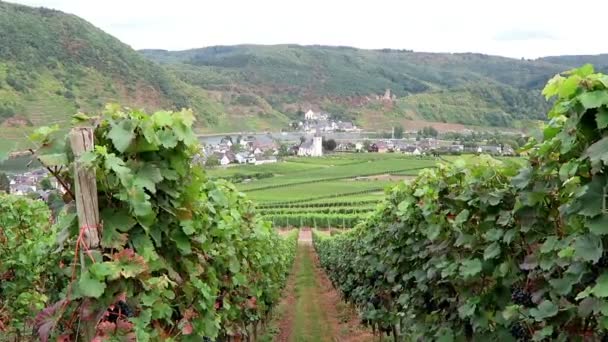 Проезжая по виноградникам реки Мозель. На заднем плане деревня Бейльштейн в Рейнланд-Пфальц. (Германия
) - Кадры, видео