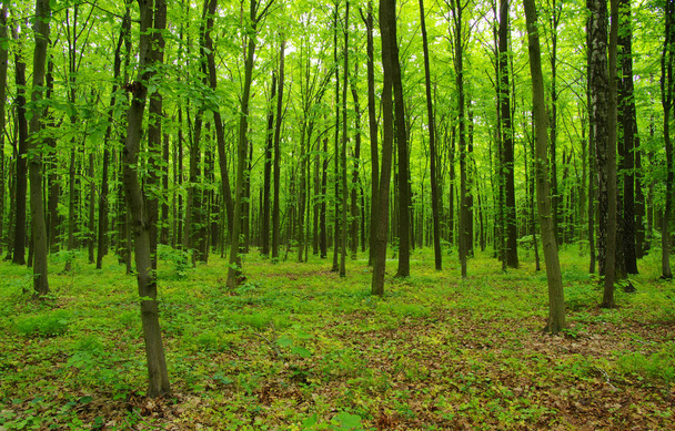 Лісові дерева навесні
 - Фото, зображення