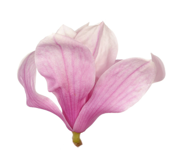 pink magnolia flower - Valokuva, kuva