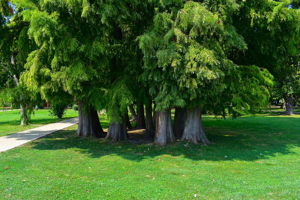 Lariksbomen in groep in de zomer. - Foto, afbeelding