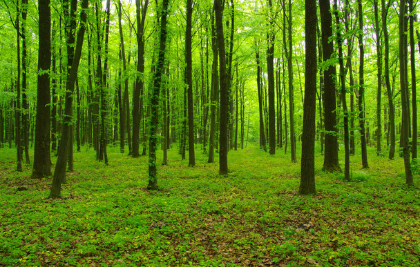 Vihreä metsä keväällä - Valokuva, kuva