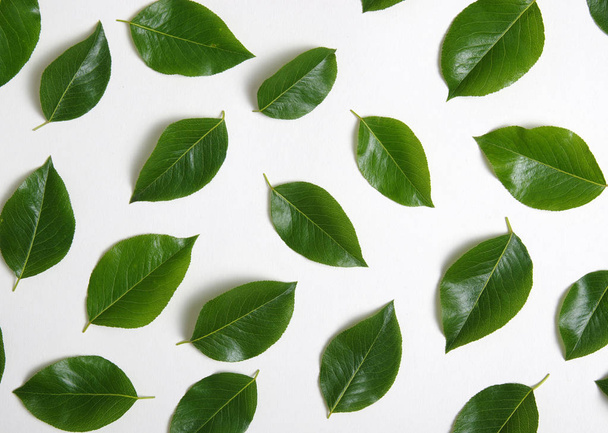 foglie verdi isolate su bianco - Foto, immagini