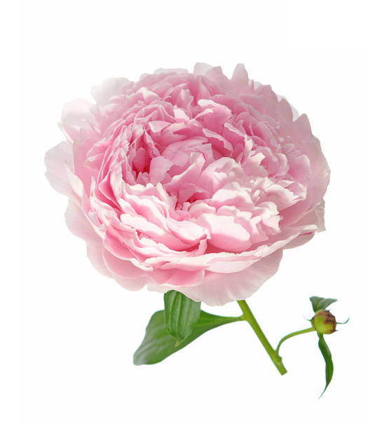 Pivoine rose
  - Photo, image