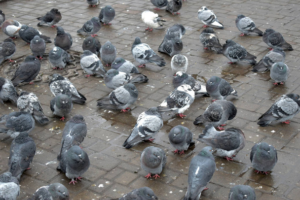 A flock of pigeons sits in the square. - 写真・画像