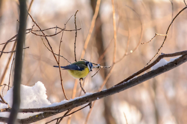 Aves del bosque viven cerca de los comederos en invierno
 - Foto, imagen