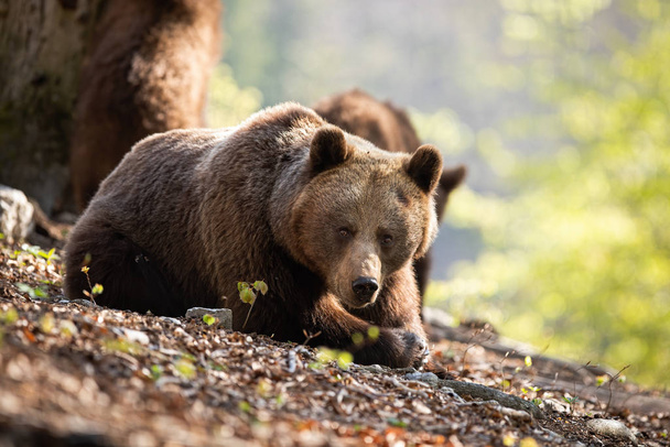 Sunkissed adult brown bear laying on the forest leaves - 写真・画像