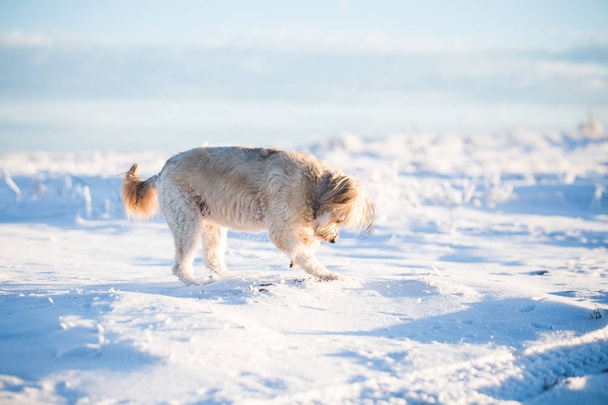 Happy adopted dog playing in the snow - Photo, Image