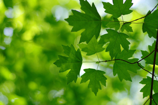 zöld levelek háttér - Fotó, kép