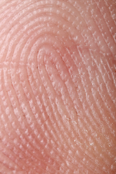 Fingerprint - extremely close up micro-photography - Photo, Image