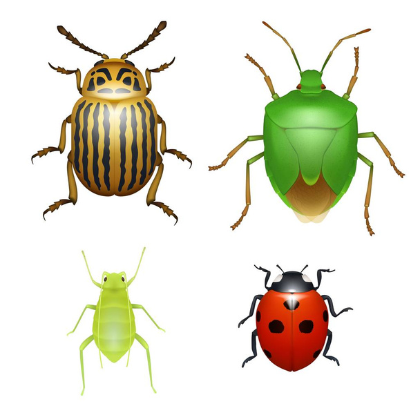 insecten en kevers, lieveheersbeestjes en bladluizen - Vector, afbeelding
